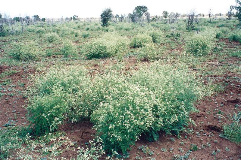 Common Weeds Found in Indian Farms and How to Control Them