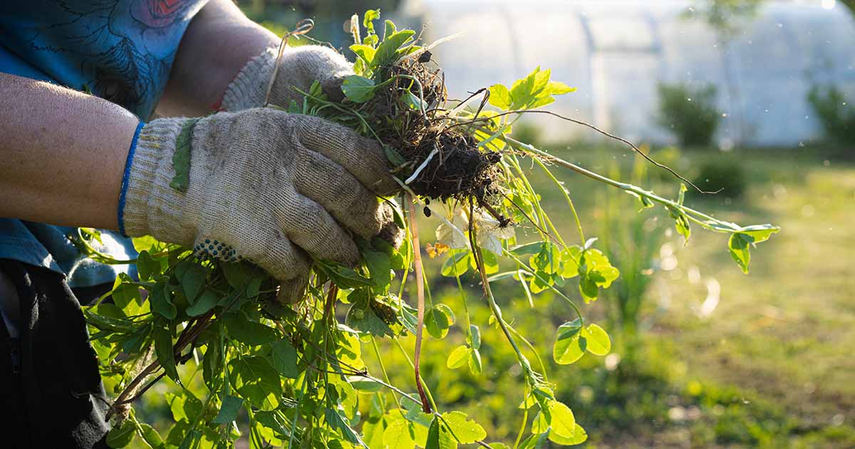 how-weed-harms-the-crops